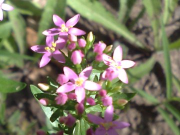 Centaurium erythraea